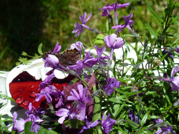 Сочи-Адлер: Южное Взморье - Мои любимые куколки на отдыхе