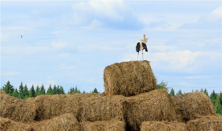 Путешествие с Бенни — Культура