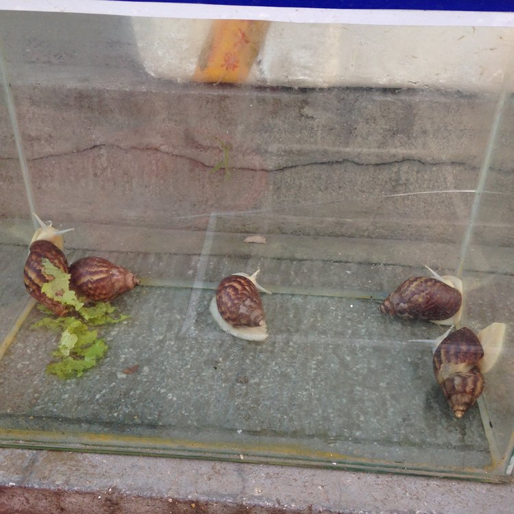 Прогулка по Китаю-2 (обзор цен на игрушки, животных, шмотки, еду)