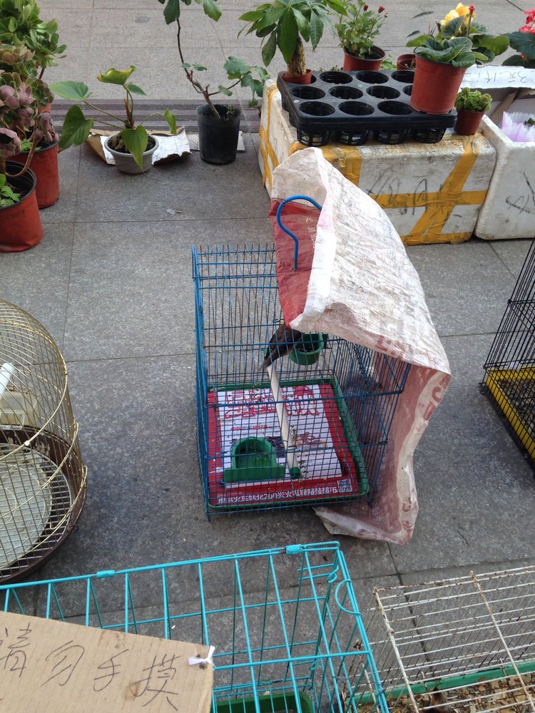 Прогулка по Китаю-2 (обзор цен на игрушки, животных, шмотки, еду)