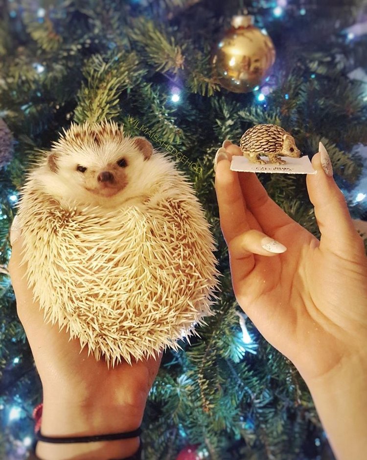 Любительские фотографии Ежей (выпуск 1) | Бэйбики Любительские фотографии Ежей (выпуск 1)