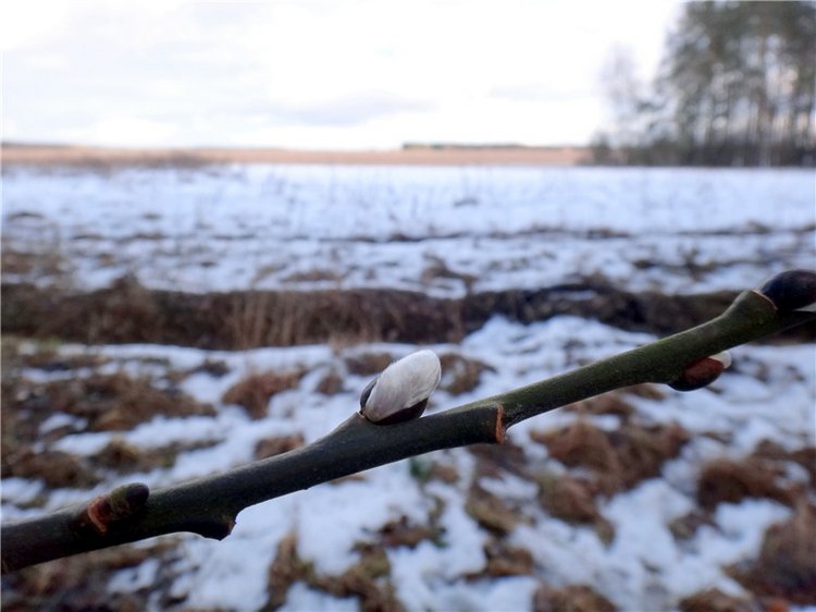 23 февраля - расцвели синие подснежники