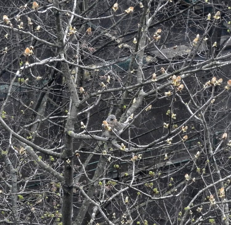 Сойки во дворе — Интересное и необычное: фотоподборки