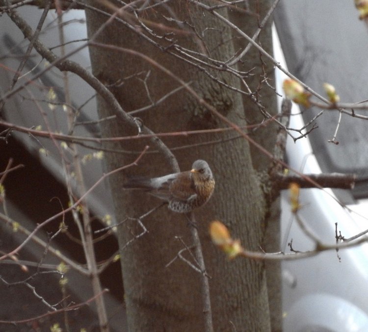 Сойки во дворе — Интересное и необычное: фотоподборки