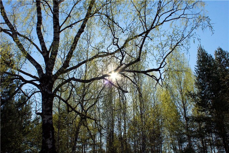 Прогулка Софи. Lati HoneyBee New Mystic Sophie | Бэйбики Прогулка Софи. Lati HoneyBee New Mystic Sophie