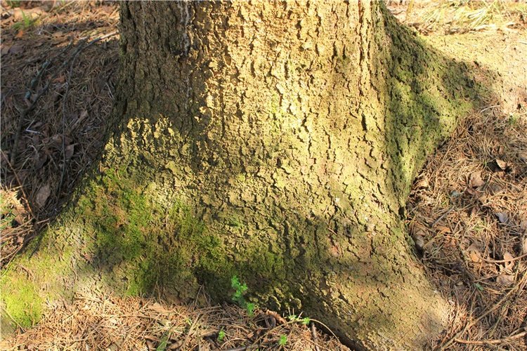 Савватьева Пустынь, Тверская область