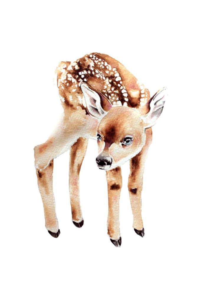 BrigitteMayArt - Иллюстрированная флора и фауна by Brigitte May