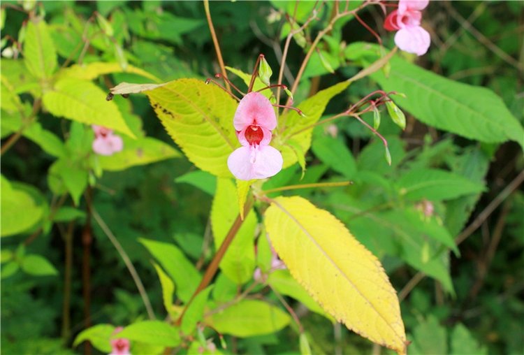 Сентябрьское путешествие в Старицу, четвёртая часть