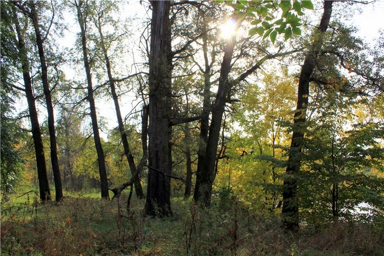 Путешествие Dal Hangry в Грузины