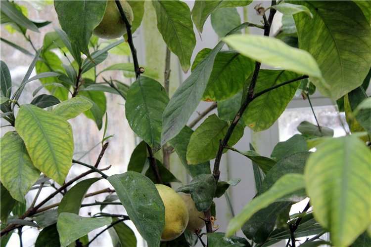 Тверской Ботанический Сад, продолжение | Бэйбики Тверской Ботанический Сад, продолжение