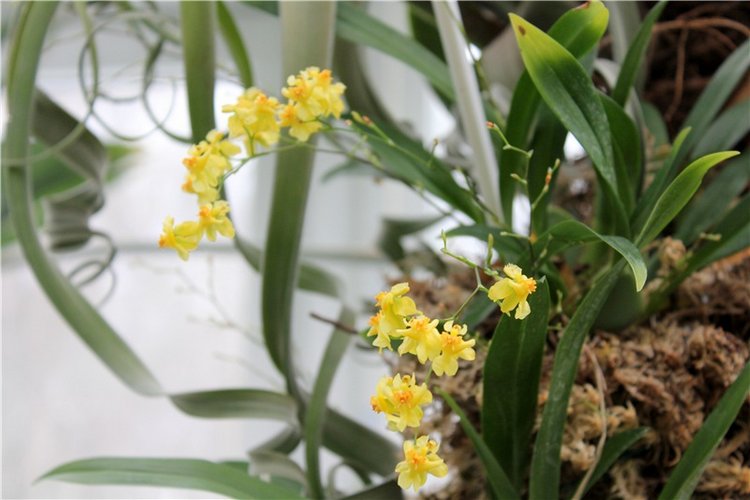 Тверской Ботанический Сад, продолжение | Бэйбики Тверской Ботанический Сад, продолжение