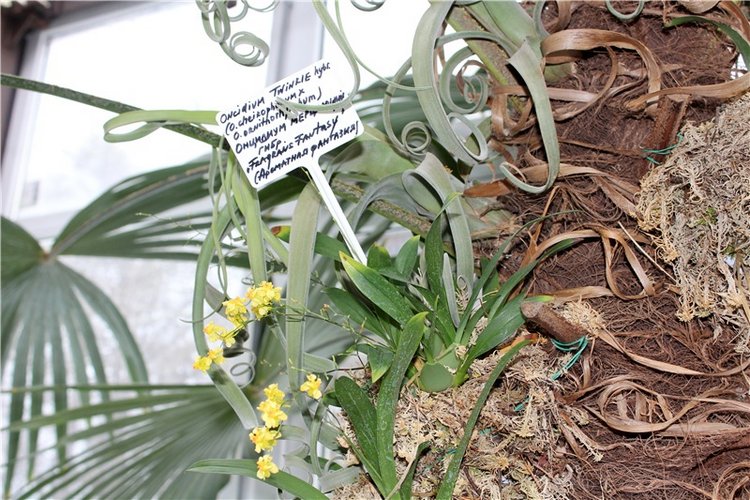 Тверской Ботанический Сад, продолжение | Бэйбики Тверской Ботанический Сад, продолжение