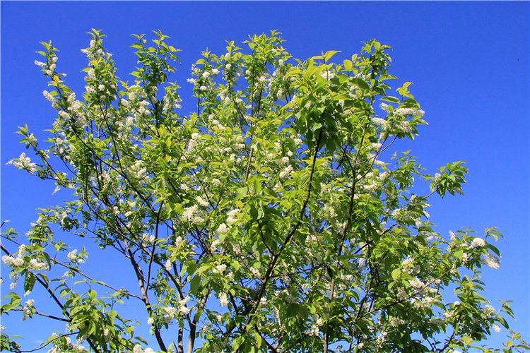 Одуванчиковая нежность, прогулка по Торжку