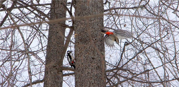 В поисках Синей птицы. Merle от Sissel Bjorstad Skille, Фирмы Götz