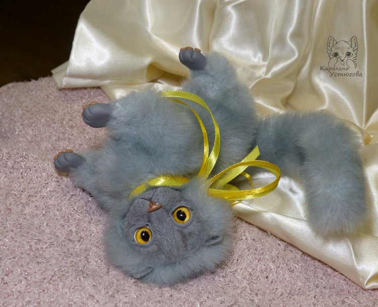 Котенок. Шотландский вислоухий