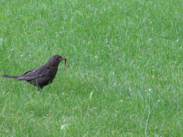 Разнообразие животного мира