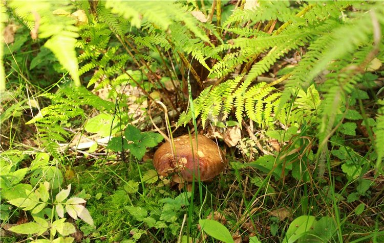 Лучистый Сентябрь — Редкие антикварные куклы и реплики: воск