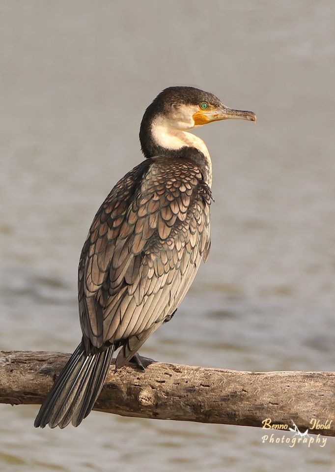 Любителям природы - профессиональные фотографии (выпуск 4) (фото 3)