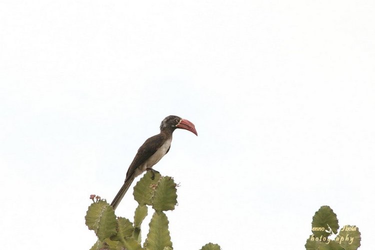 Любителям природы - профессиональные фотографии (выпуск 4)
