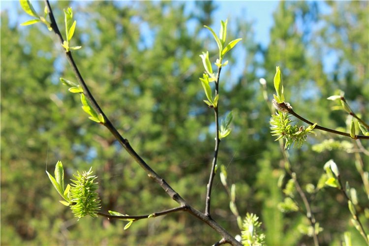 Долгая дорога к Волге. Custom Blythe Doll UFO Go Go Takara (фото 4)