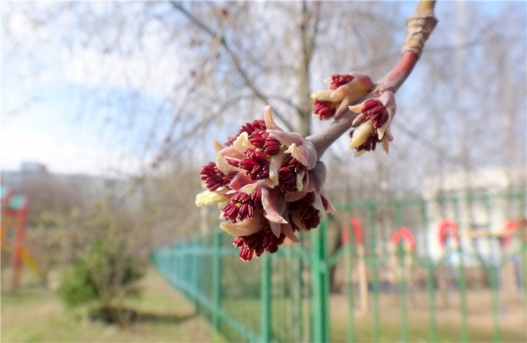 Просто Весна — Красивая природа и цветы: фото пейзажей (фото 4)