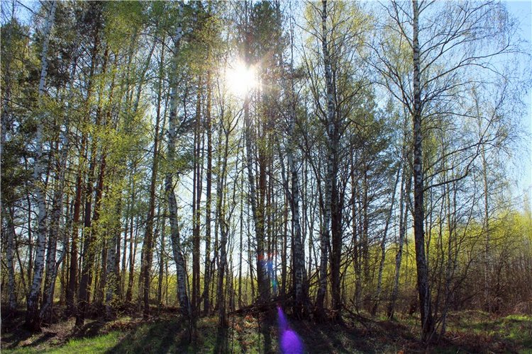 Прогулка Софи. Lati HoneyBee New Mystic Sophie | Бэйбики Прогулка Софи. Lati HoneyBee New Mystic Sophie