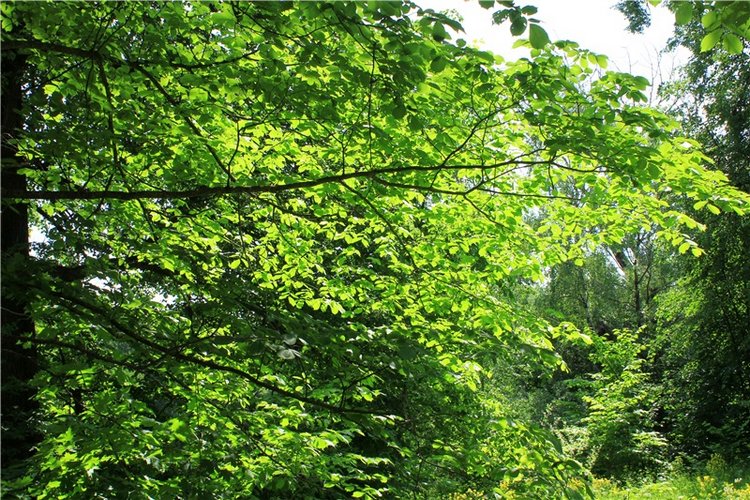 "Троицкие гуляния" в Василёво, 2019 год, заключительная часть. Архитектурно-этнографический музей под открытым небом Василёво