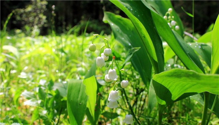 Ландышевый Лес. Twinkles Ella Chocolate