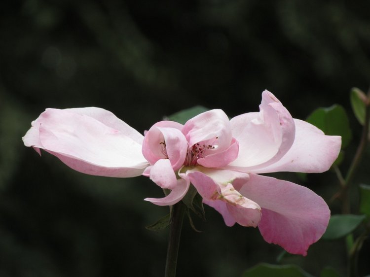 Осенняя пора в Ростове-на-Дону