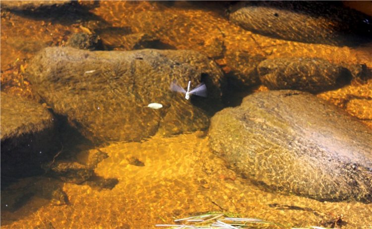 Путешествие Dal Hangry в Грузины