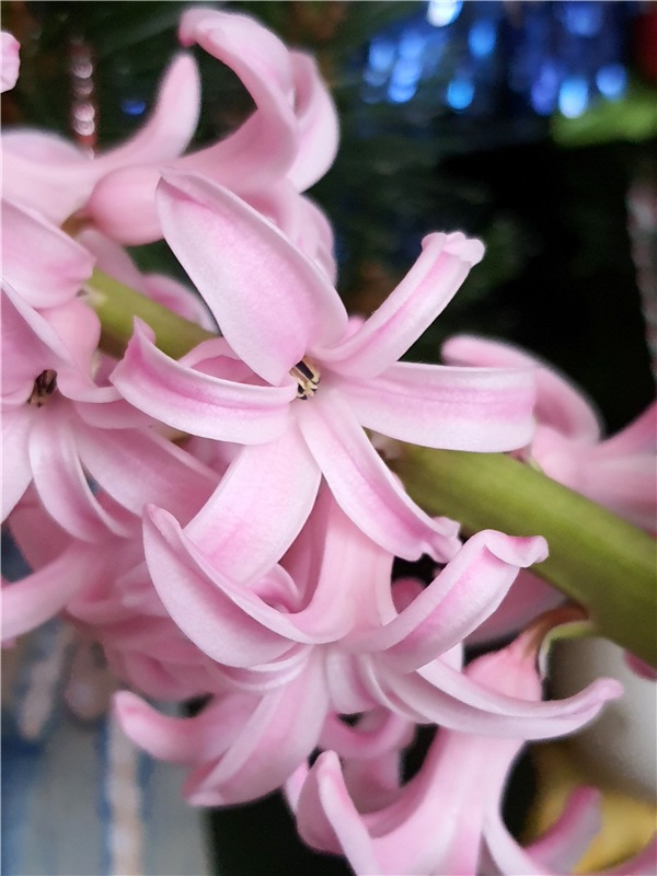 Праздник Весны | Бэйбики Праздник Весны — Куклы Meadow dolls (Медовушки): BJD (БЖД)