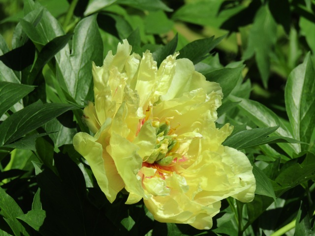 Тони Старк: приключения без брони. И снова Аптекарский огород | Бэйбики Тони Старк: приключения без брони. И снова Аптекарский огород