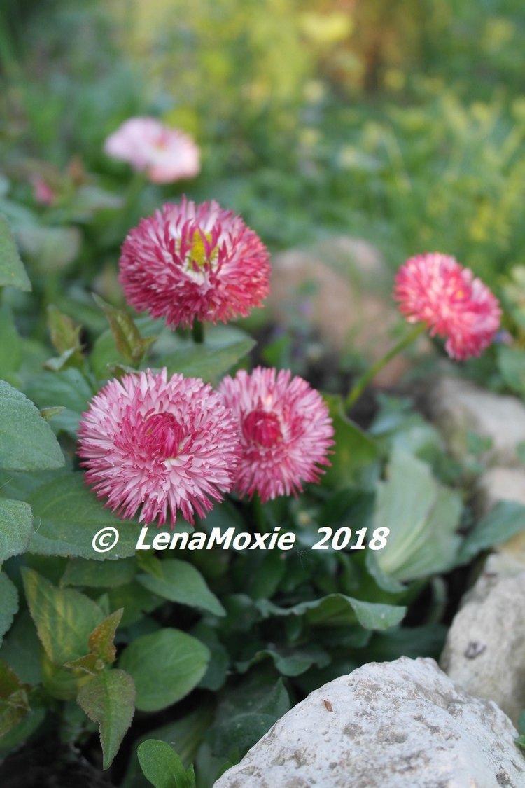 Мои куклы Journey Girls. Сатоми (Келли) 2012