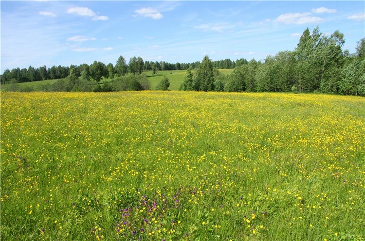 Моё Солнышко — Антикварные куклы Jumeau (Жюмо): Tete Jumeau