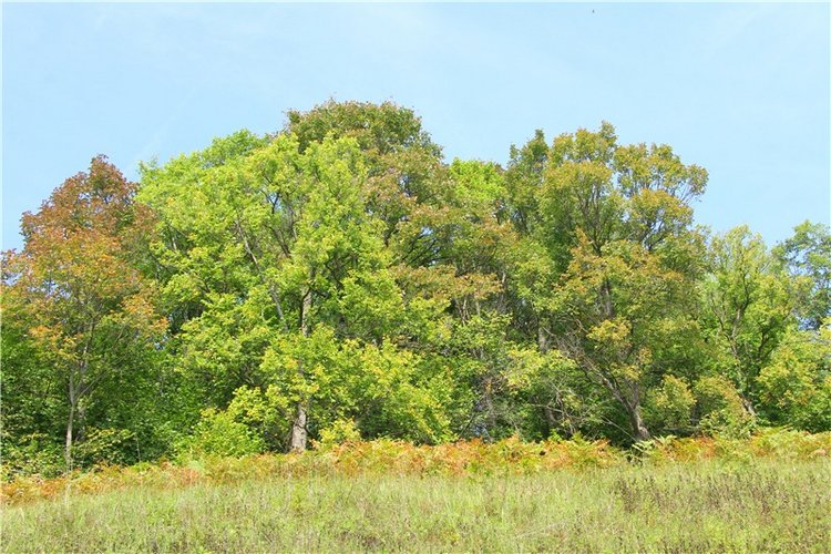Старицкая Швейцария. Путешествие с Сашей, продолжение. Уникальная кукла от Сильвии Наттерер