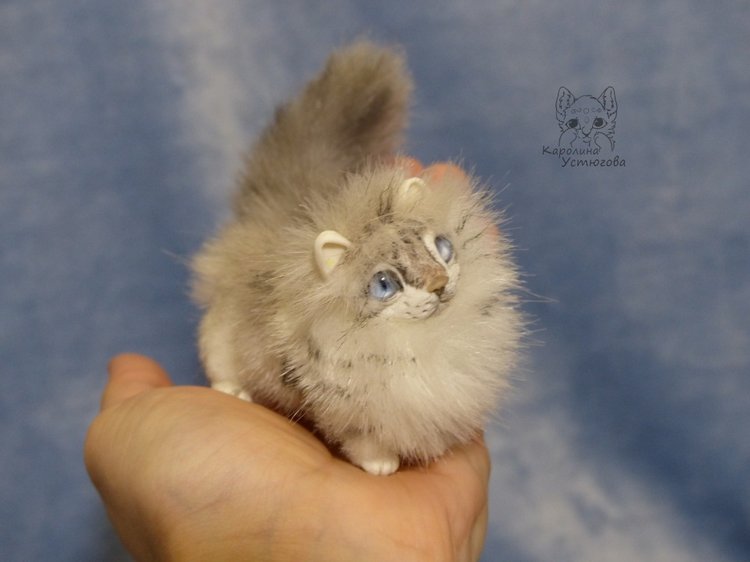 Котята Невские маскарадные, окрас Тэбби пойнт