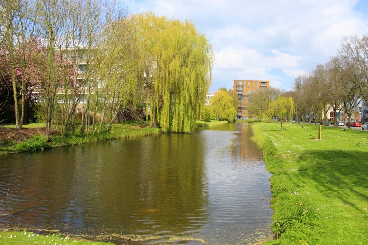 Цветущая Сакура. Прогулка по парку с Алисой. Весенние зарисовки