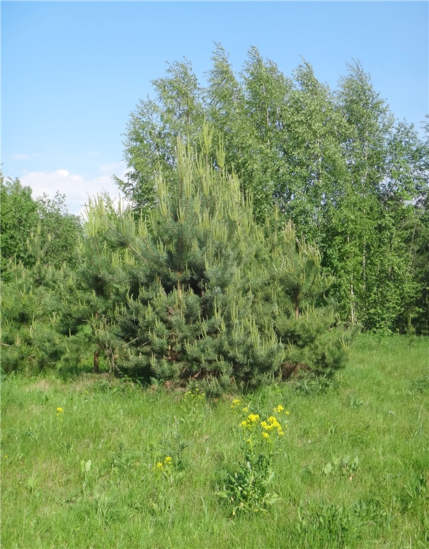 Ландышевая Сказка — Куклы Heidi Plusczok (Хайди/Хейди Плюсчок) — фото (фото 9)
