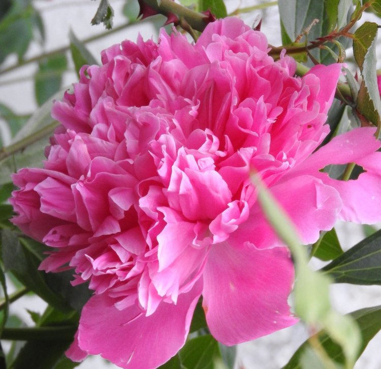 Цветы — роскошный дар природы (фото 10)