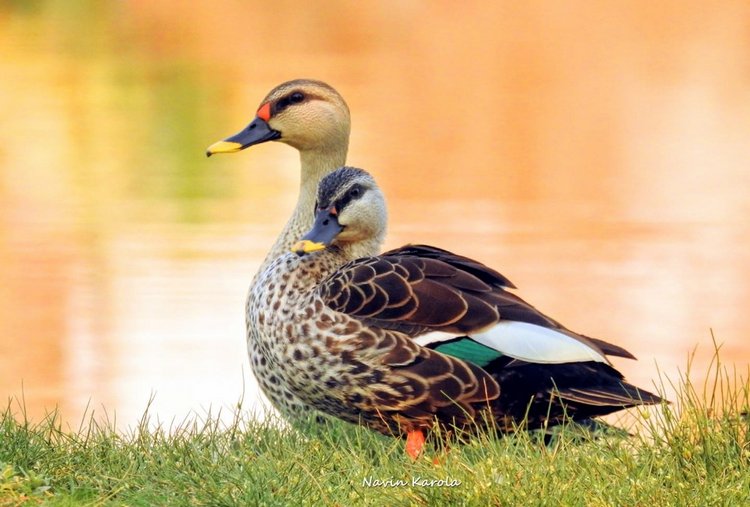 Любителям природы - профессиональные фотографии (выпуск 4)