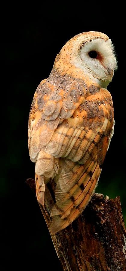 Любительские и профессиональные фотографии Сов (выпуск 2)