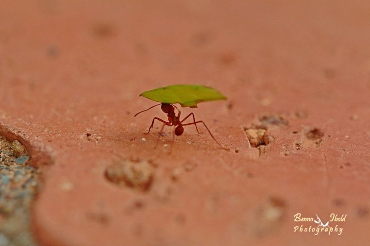 Любителям природы - профессиональные фотографии (выпуск 4)