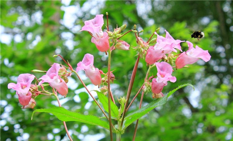 Июльское путешествие в Старицу, продолжение