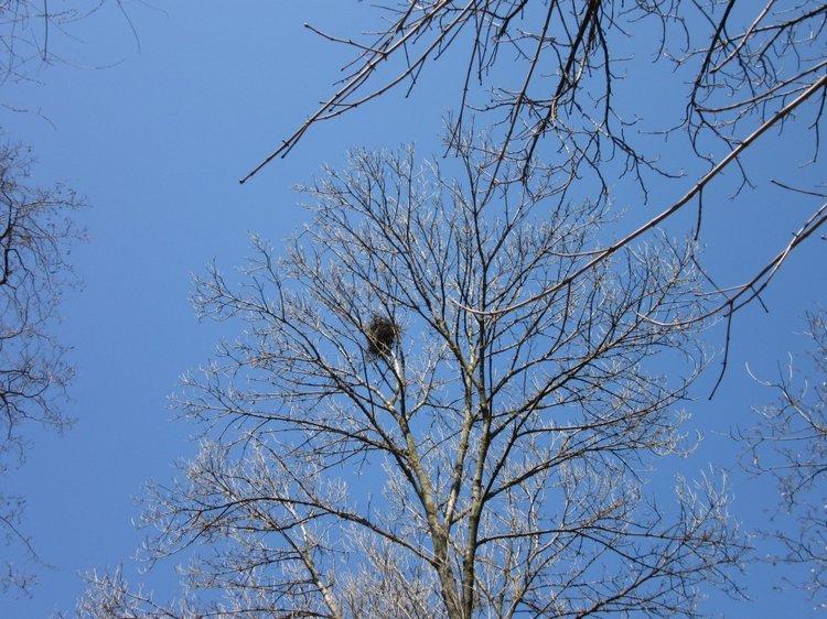 Пробуждение весны — Куклы Takara Tomy (Такара): Licca (Ликка) (фото 2)