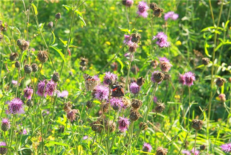 Инопланетянка Нийя. Custom Blythe Doll UFO Go Go Takara