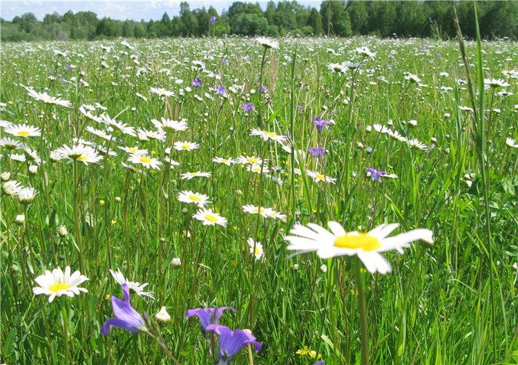 Я ехал к Вам! Пушкинский праздник в Берново, 2018 год