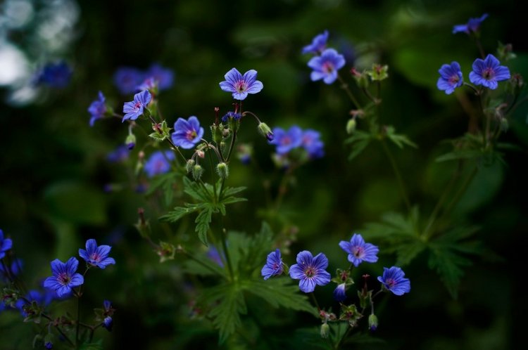 Лето, травка и "дикий" купальник