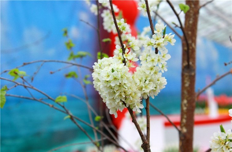 Тюльпановый Рай, продолжение. Выставка тюльпанов в Твери. Mini Layla elf Sunkissed skin от Kaye Wiggs (фото 3)