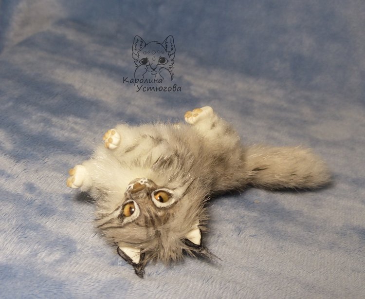 Мейн-ку́н, миниатюра. Серебристый окрас