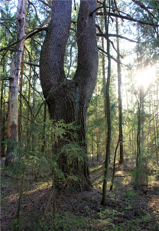 Джиджи на Орше. BJD Gigi от Meadow Dolls